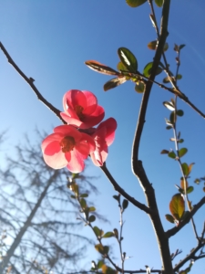 Eine rosa Blüte hängt an einem Ast. Dahinter ist der blaue Himmel.